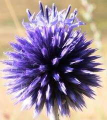 Echinops ritro ruthenicus
