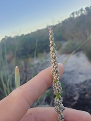 Lomandra hastilis