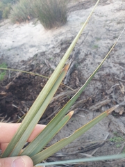 Lomandra hastilis