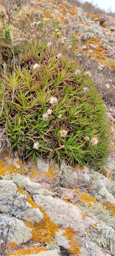 Image of Berlengas Sea Pink (Armeria berlengensis) by no rights reserved