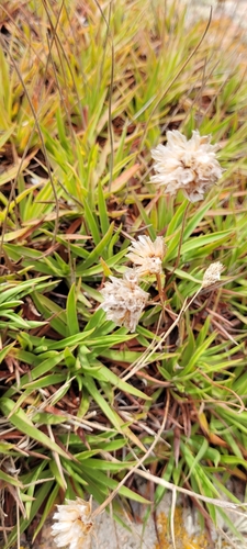 Image of Berlengas Sea Pink (Armeria berlengensis) by no rights reserved