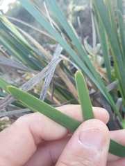 Lomandra hastilis