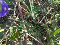 Ipomoea ternifolia leptotoma