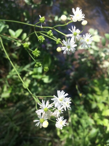 Trautvetteria caroliniensis iNat (1)