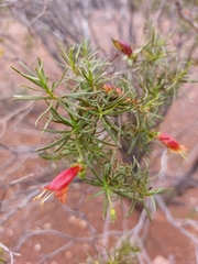 Eremophila linearis