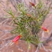 Eremophila linearis - Photo (c) Sacha R, some rights reserved (CC BY-NC), uploaded by Sacha R