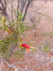 Eremophila linearis