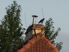 Corvus monedula