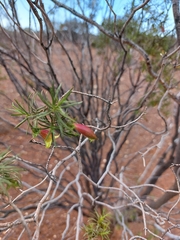 Eremophila linearis