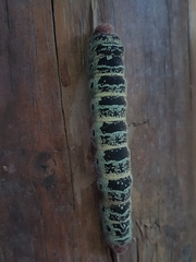 Arsenurinae