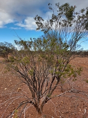 Eremophila linearis