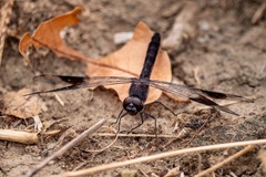 Brachythemis leucosticta