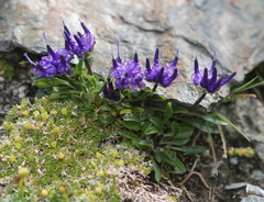 Phyteuma globulariifolium