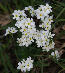 Androsace obtusifolia