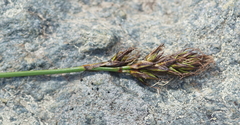 Carex curvula