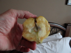 Angiospermae