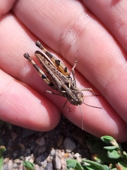 Dociostaurus brevicollis