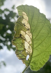 Phylloporia bistrigella