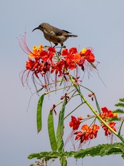 Cinnyris erythrocercus
