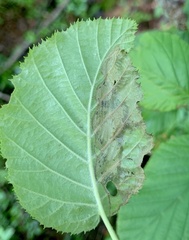 Phylloporia bistrigella