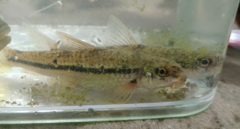 Microphysogobio alticorpus