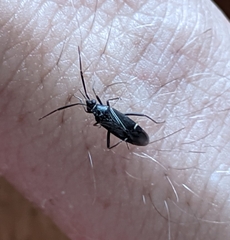 Cremnocephalus alpestris