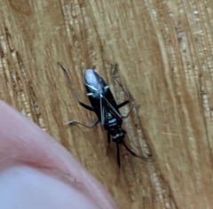 Cremnocephalus alpestris