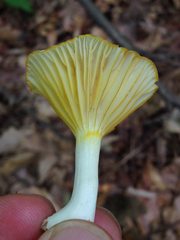 Chrysomphalina strombodes image