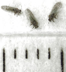 Acizzia acaciaebaileyanae