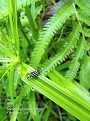 Ripipteryx rivularia