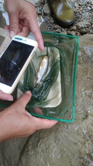 Opsariichthys pachycephalus