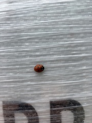 Coccinella septempunctata