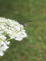 Gasteruption jaculator