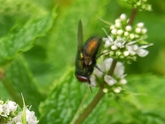 Gymnocheta viridis