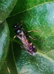 Argogorytes mystaceus