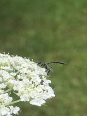 Gasteruption jaculator