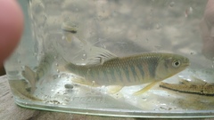 Opsariichthys pachycephalus