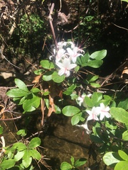 Rhododendron arborescens