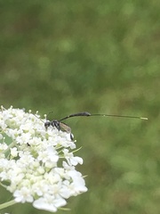 Gasteruption jaculator