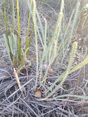 Banksia sclerophylla