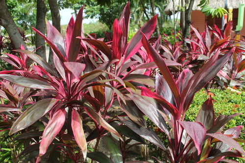 Cordyline fruticosa