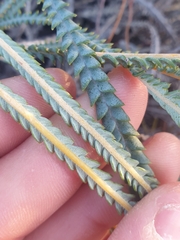 Banksia sclerophylla