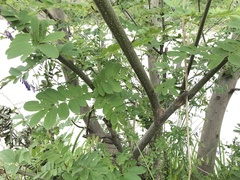 Pterocarya stenoptera