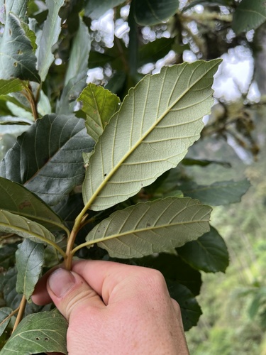 Clethra fagifolia