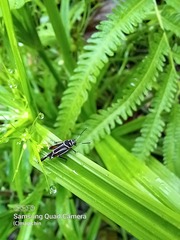 Ripipteryx rivularia