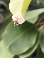 Araneus diadematus
