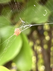 Araneus diadematus