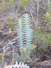 Banksia pteridifolia