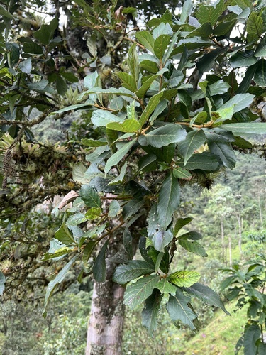 Clethra fagifolia, photograph 2