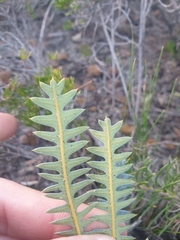 Banksia pteridifolia
